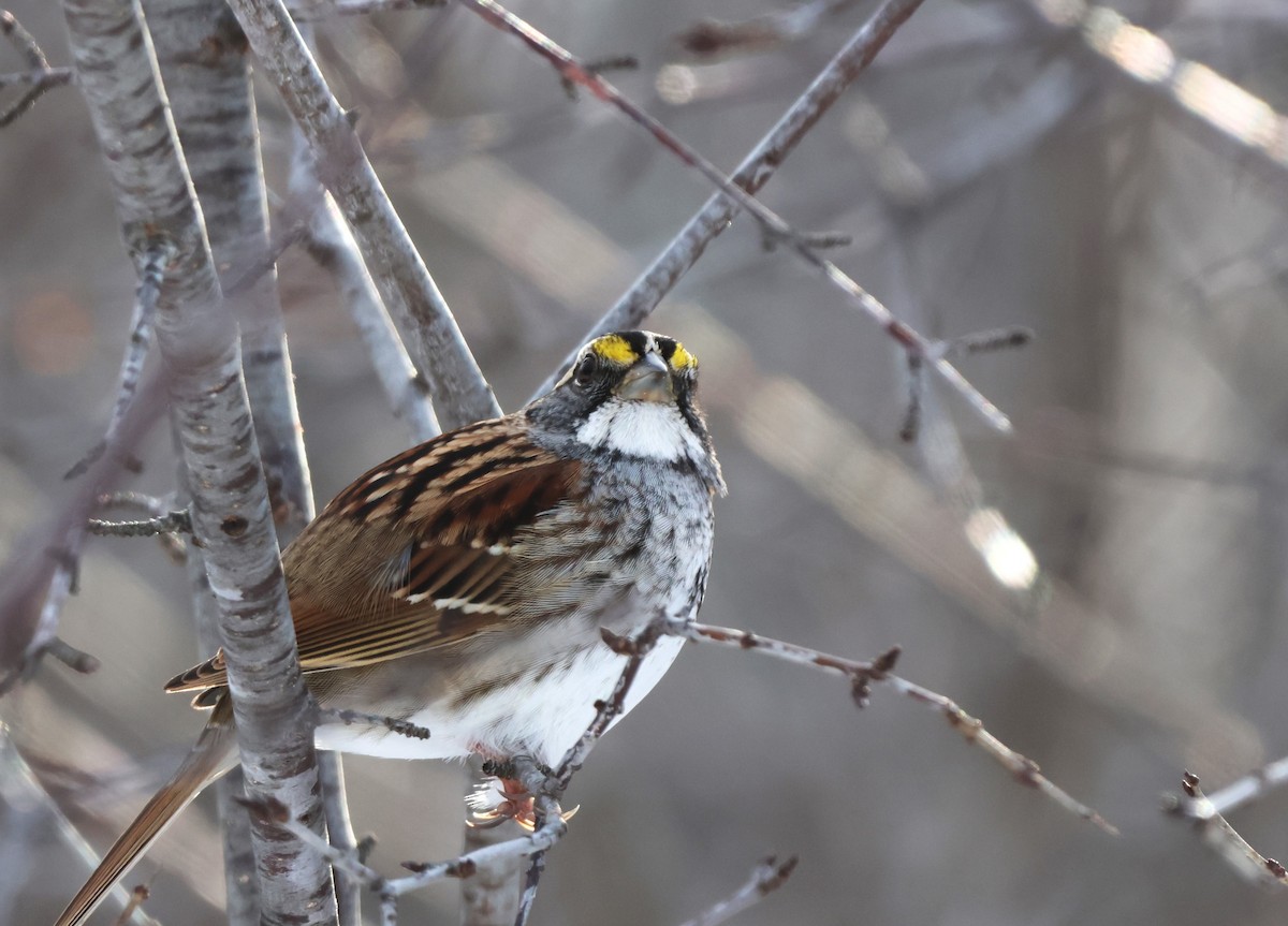 White-throated Sparrow - ML613658300