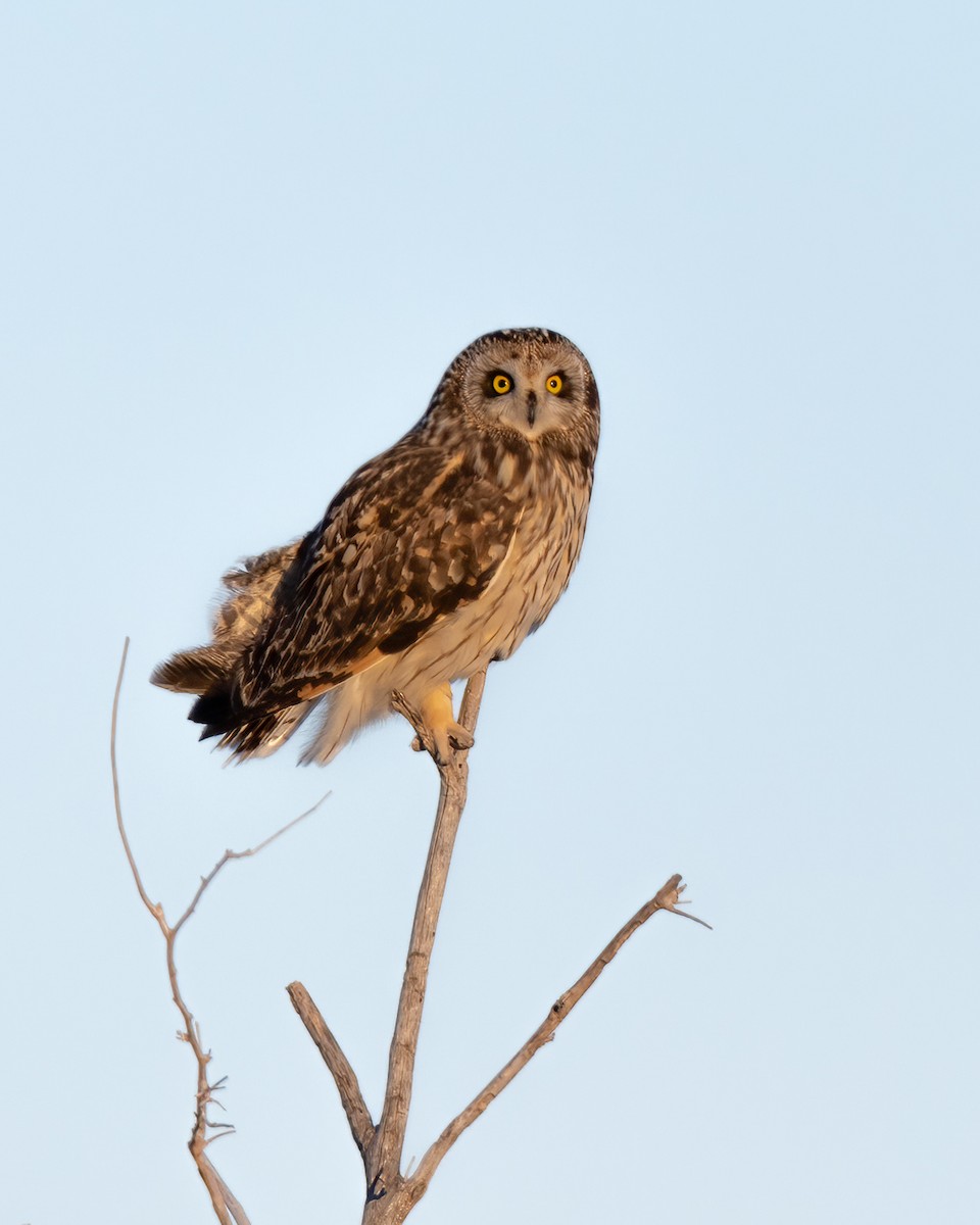 Short-eared Owl - ML613658358