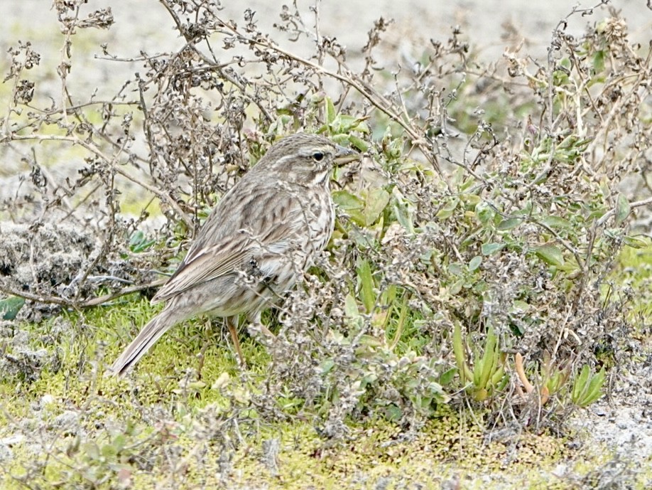 Savannah Sparrow (Large-billed) - ML613658681