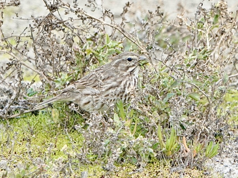 Savannah Sparrow (Large-billed) - ML613658683
