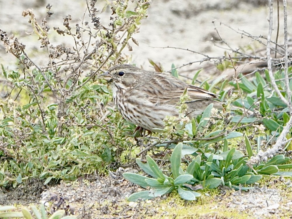 Savannah Sparrow (Large-billed) - ML613658684