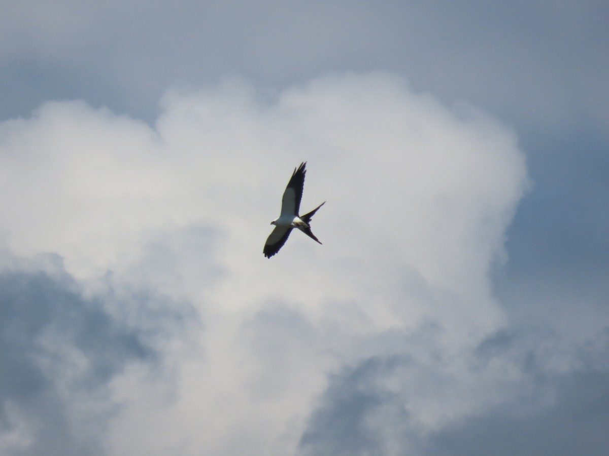 Swallow-tailed Kite - ML613658709