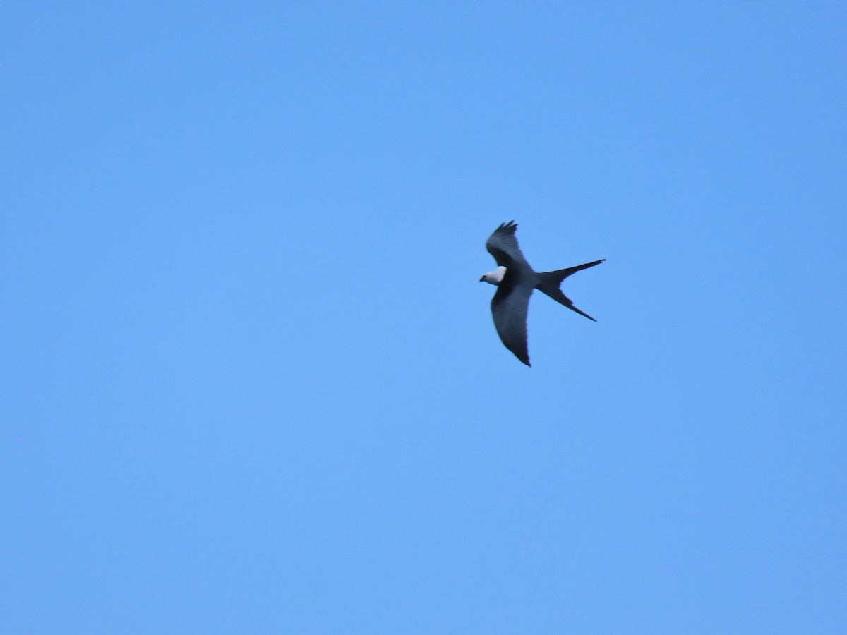 Swallow-tailed Kite - Yina Carter