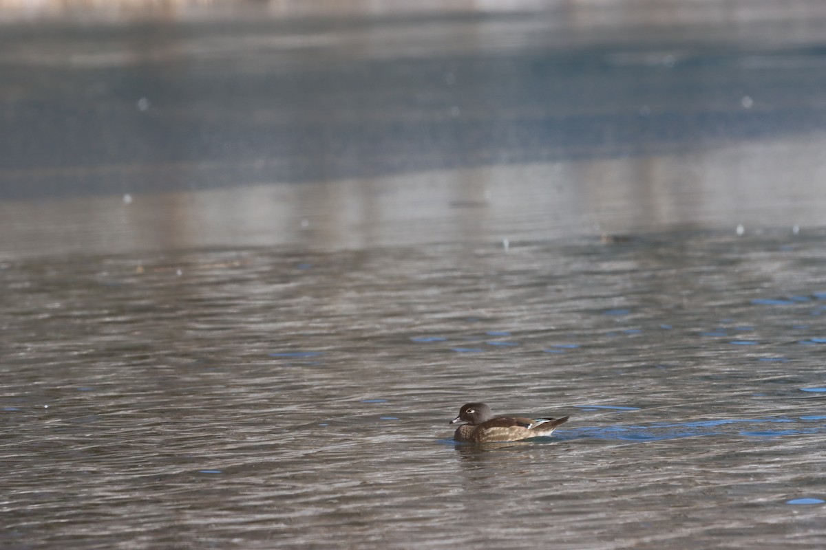eBird Checklist 17 Jan 2024 Alley Pond ParkOakland Lake 22 species