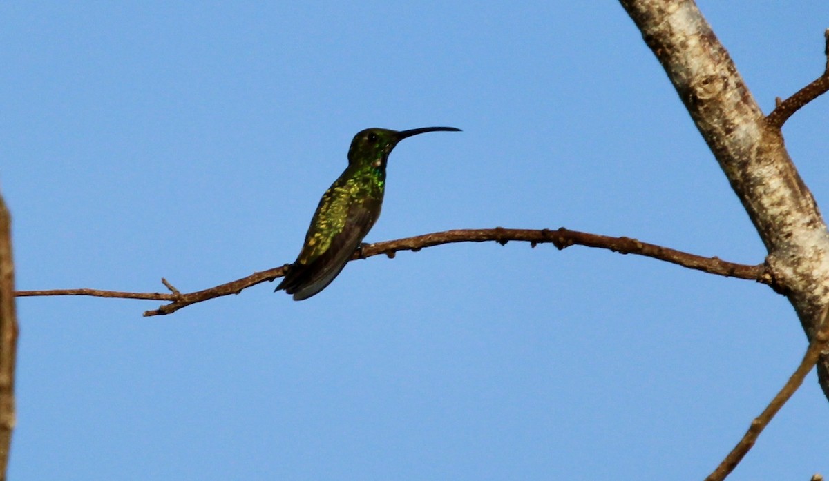 kolibřík lesklý - ML613659717