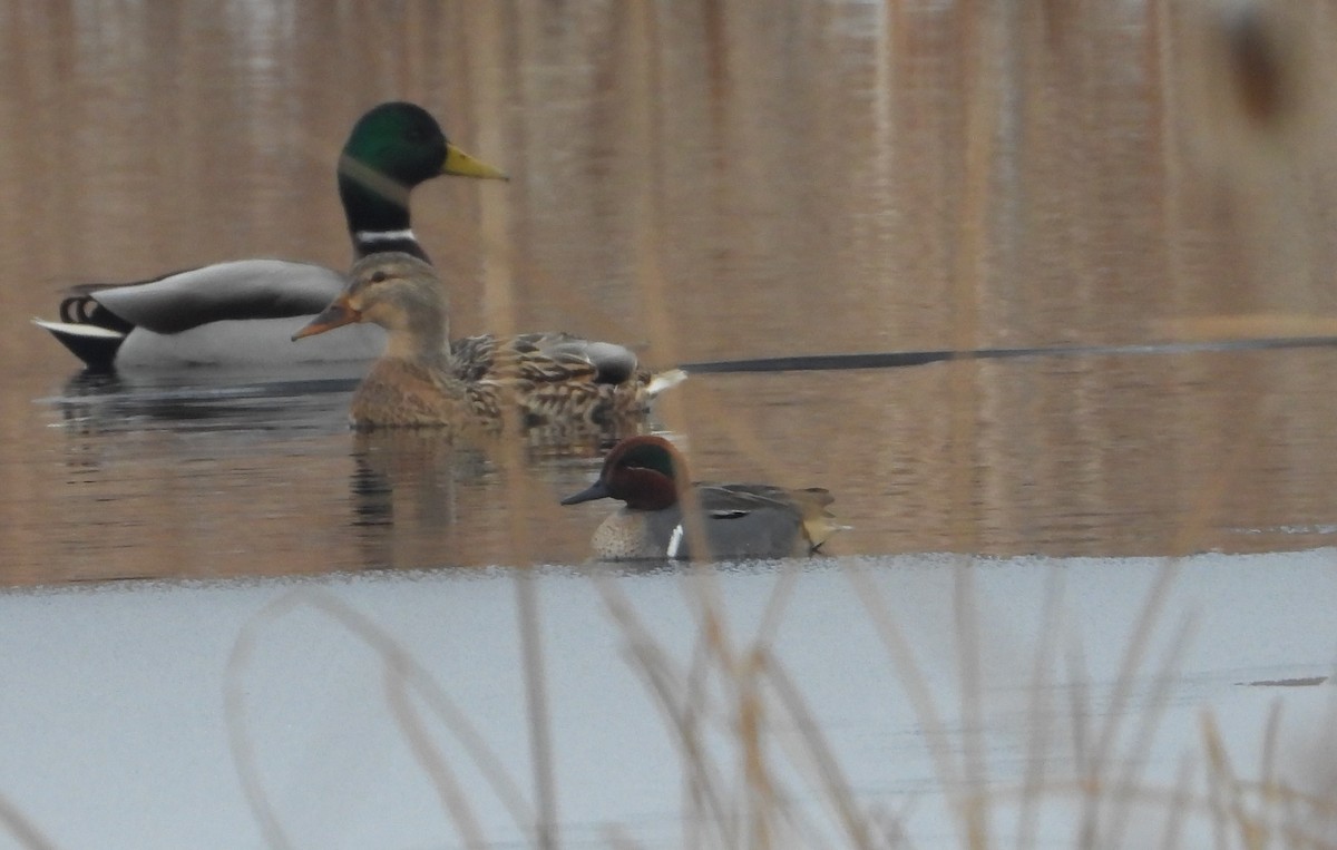 Green-winged Teal - ML613659780