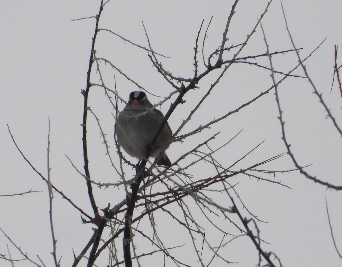 White-crowned Sparrow - ML613659801