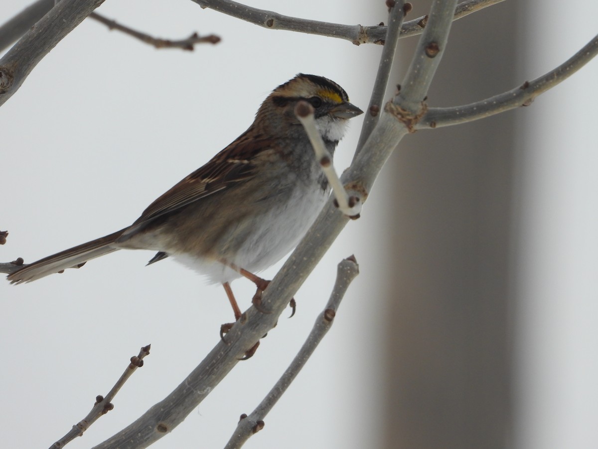 White-throated Sparrow - ML613659815