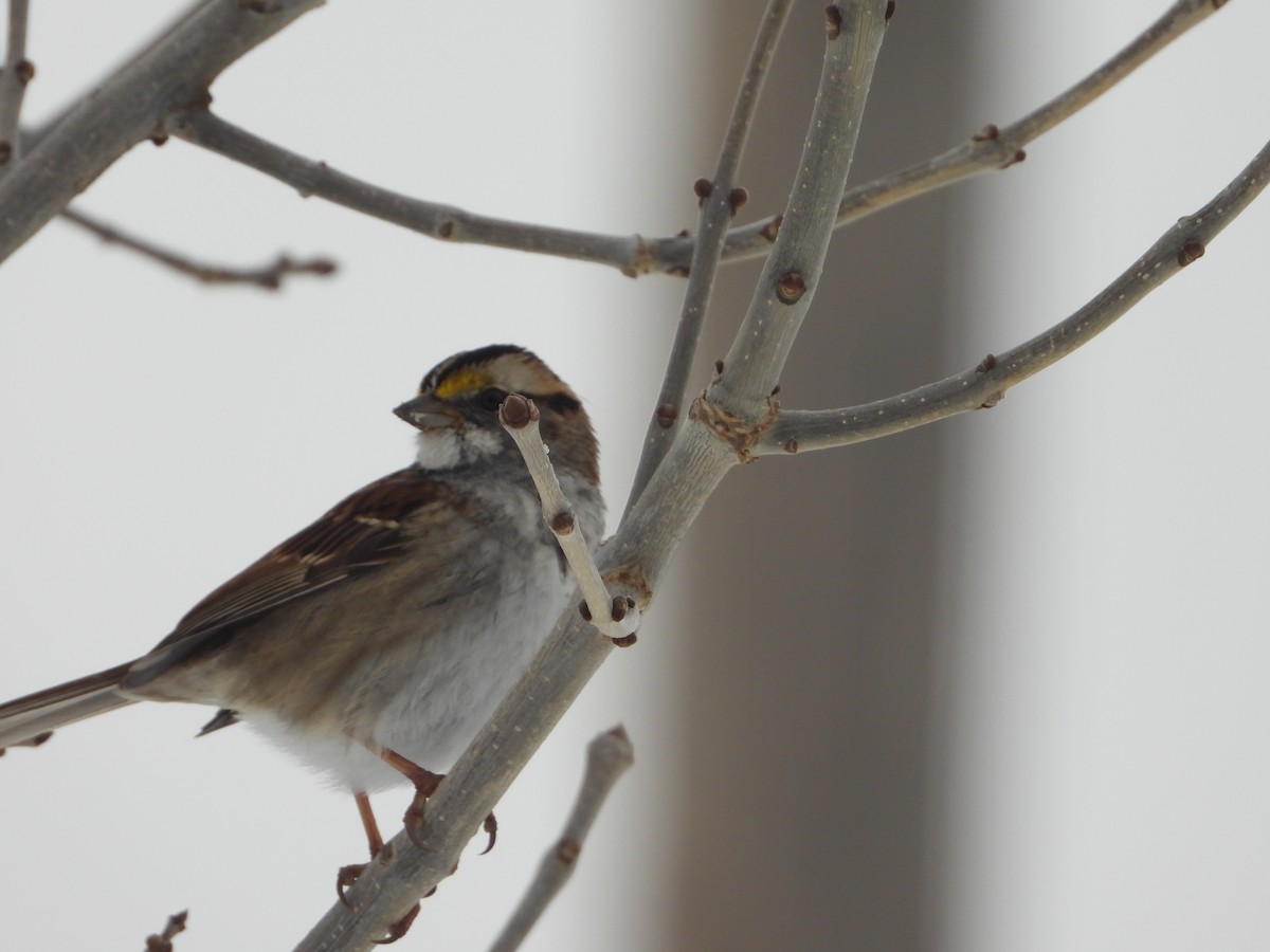 White-throated Sparrow - ML613659816