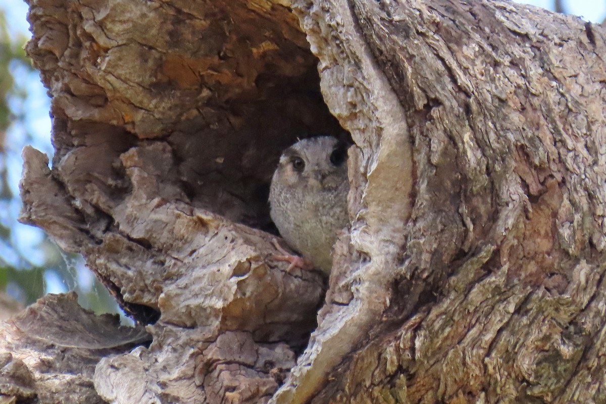 Australian Owlet-nightjar - Ray Turnbull
