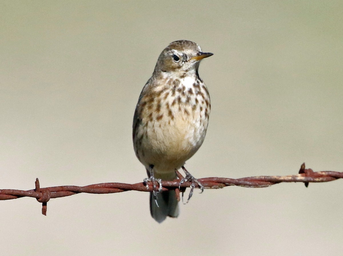 American Pipit (rubescens Group) - Don Roberson