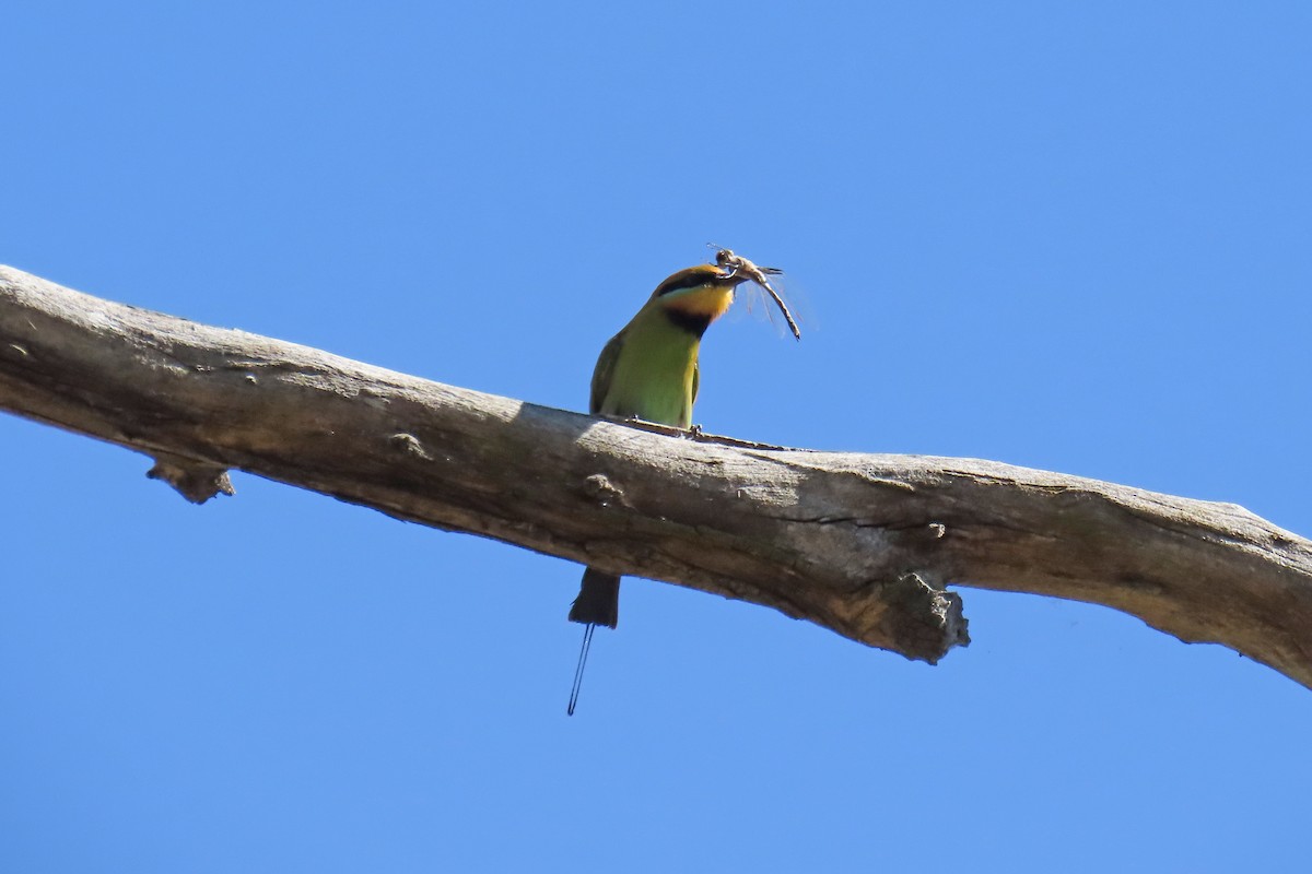 Rainbow Bee-eater - ML613660789