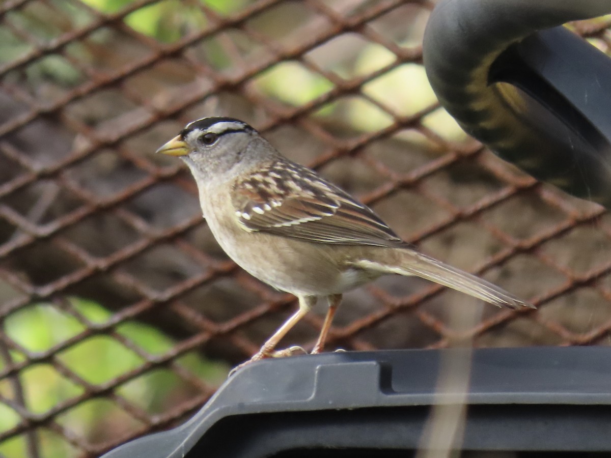 White-crowned Sparrow - ML613660855