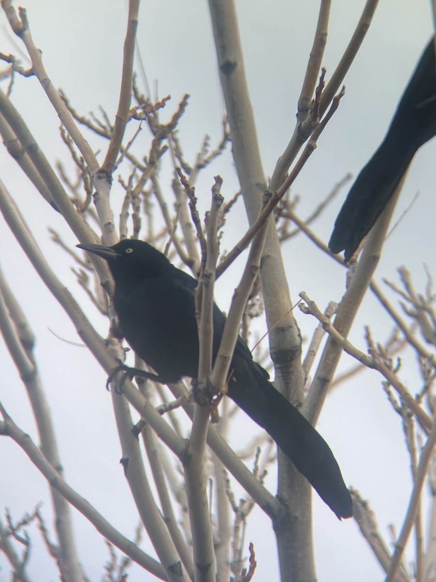 Great-tailed Grackle - ML613660894