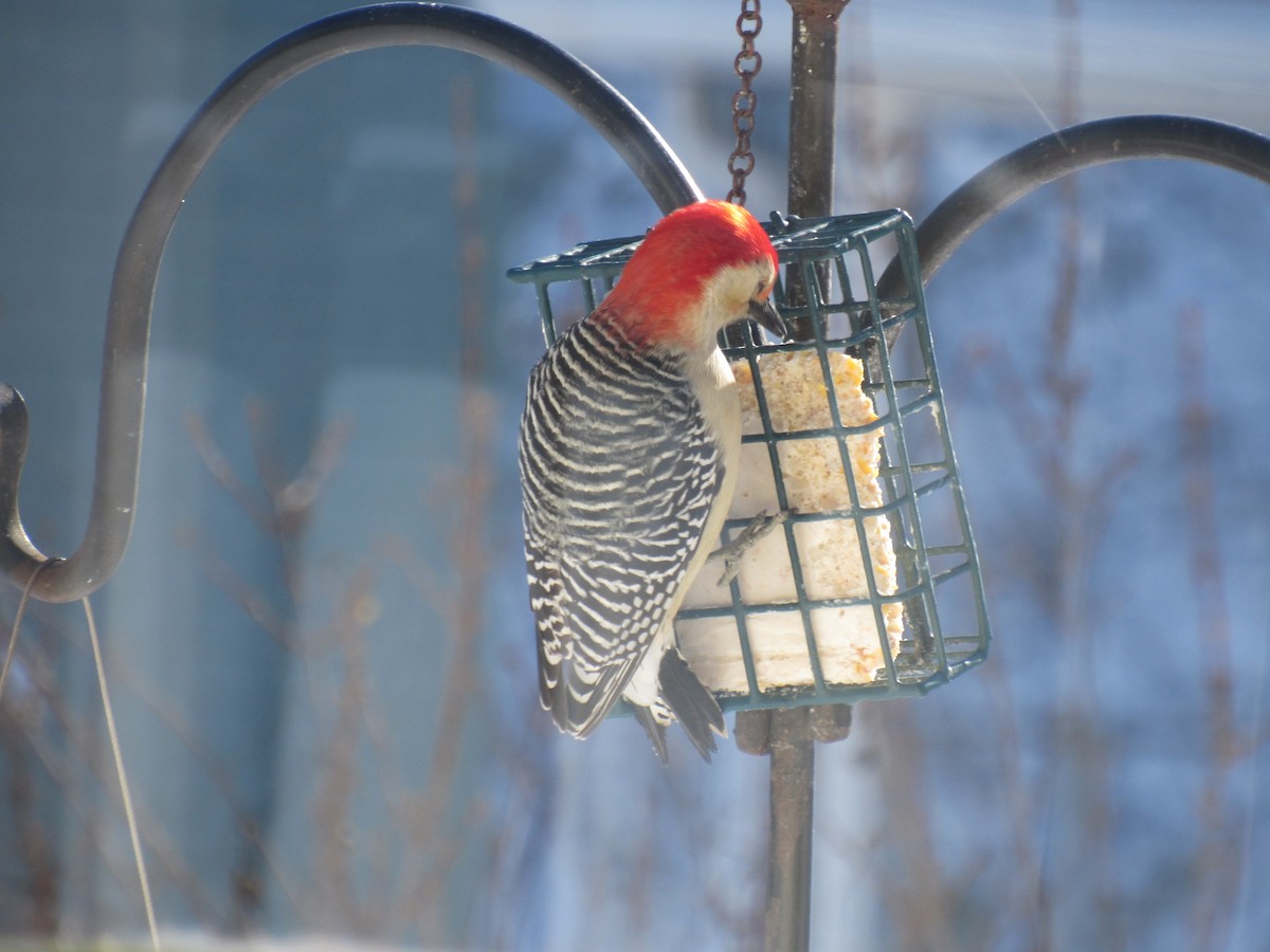 Red-bellied Woodpecker - ML613660966