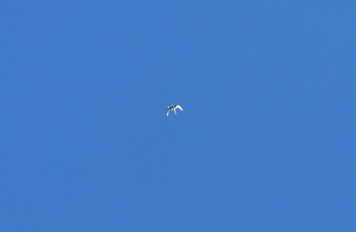 White Tern - ML613661144