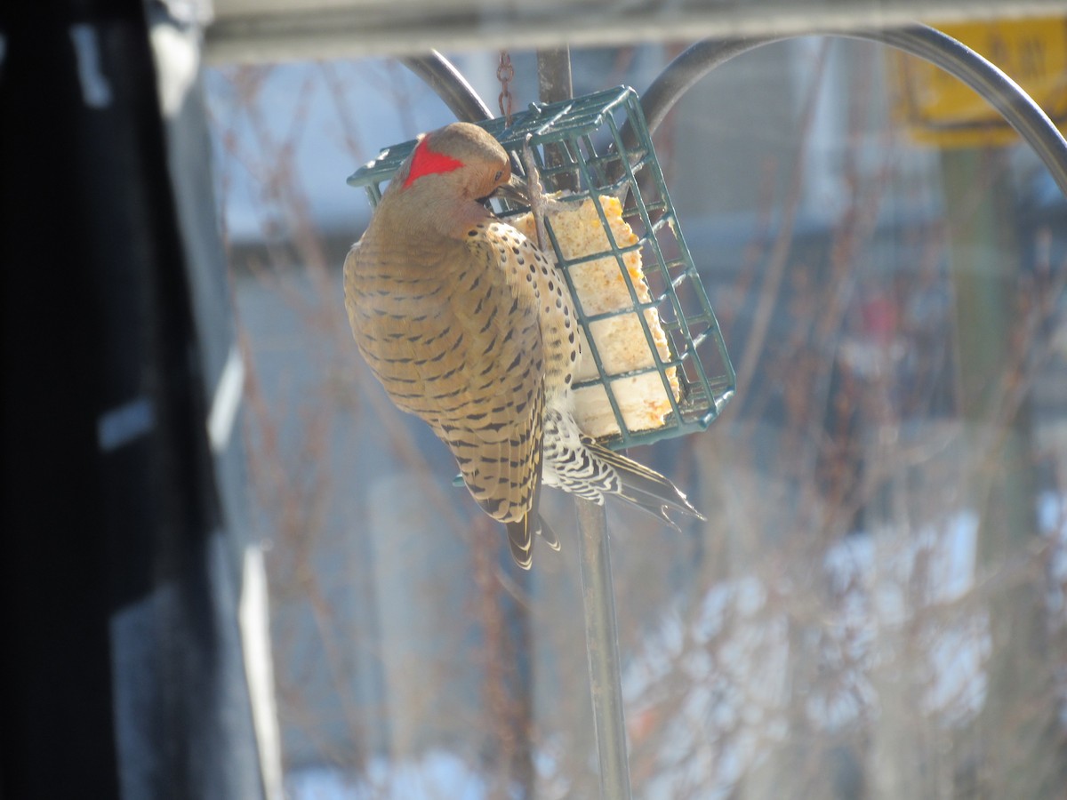 Northern Flicker (Yellow-shafted) - ML613661194