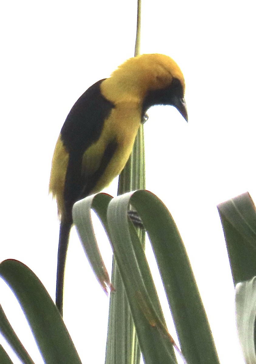 Yellow-tailed Oriole - ML613661446