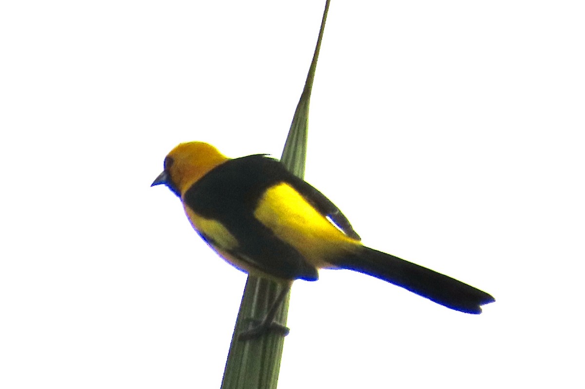 Yellow-tailed Oriole - ML613661455