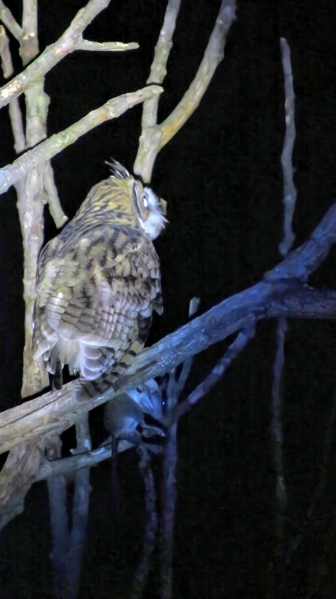 Striped Owl - ML613661555