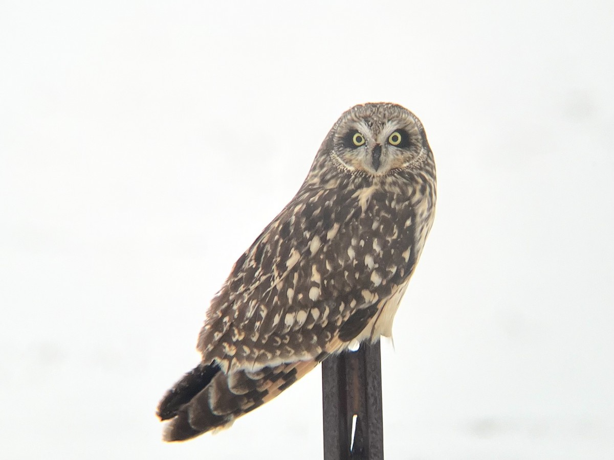 Short-eared Owl - Samuel Holman