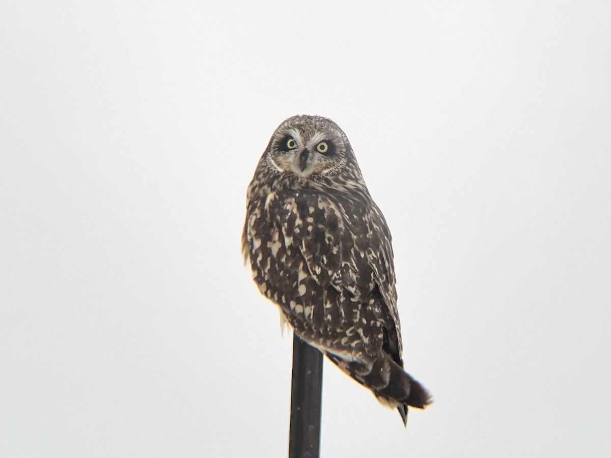 Short-eared Owl - ML613661580