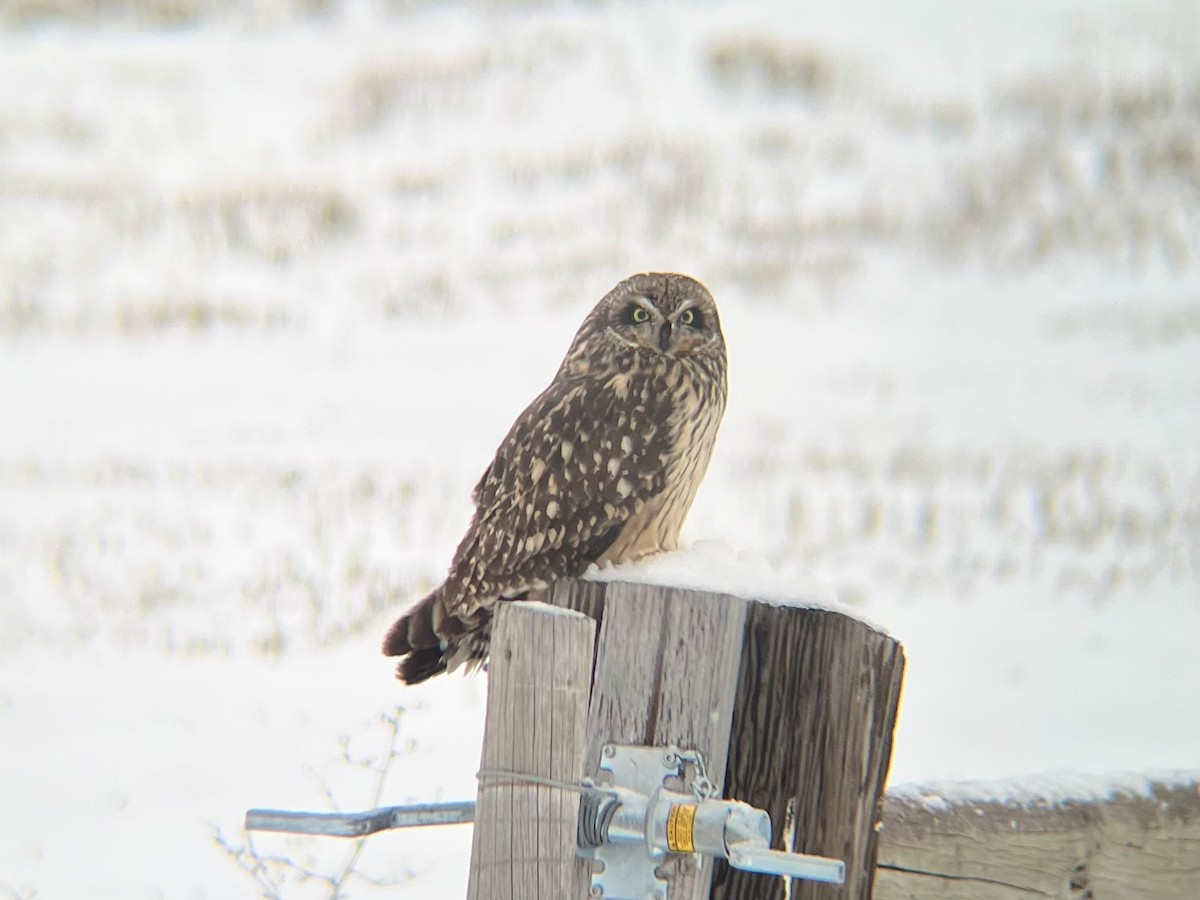 Short-eared Owl - ML613661581