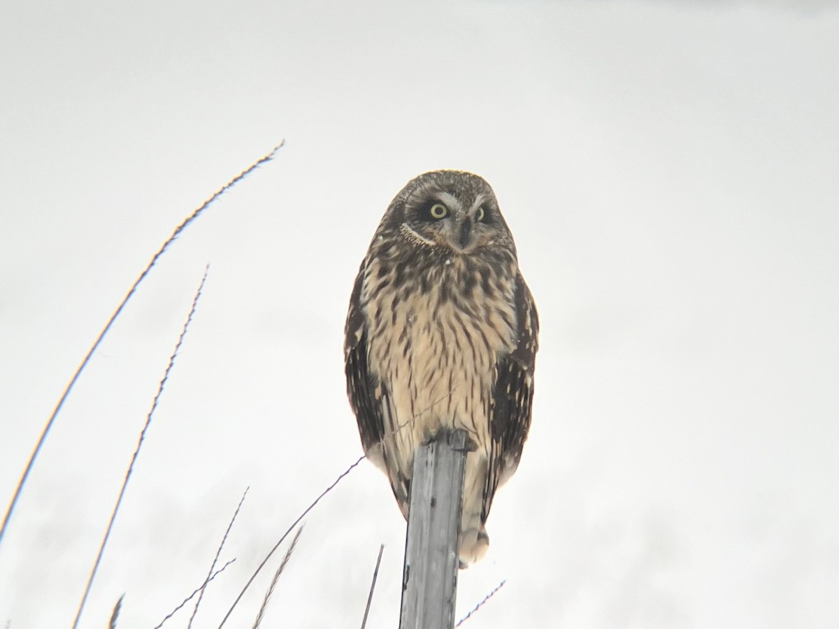 Short-eared Owl - ML613661582