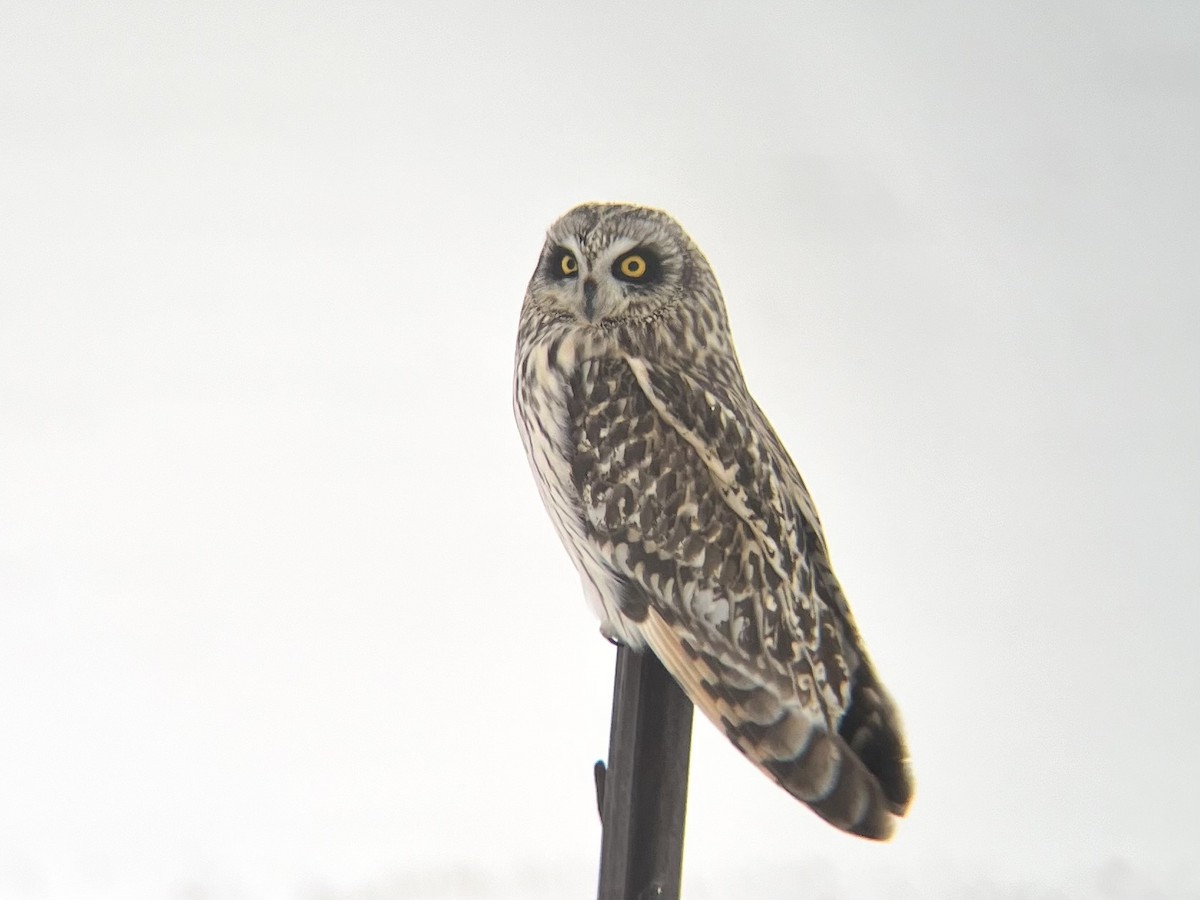 Short-eared Owl - ML613661666