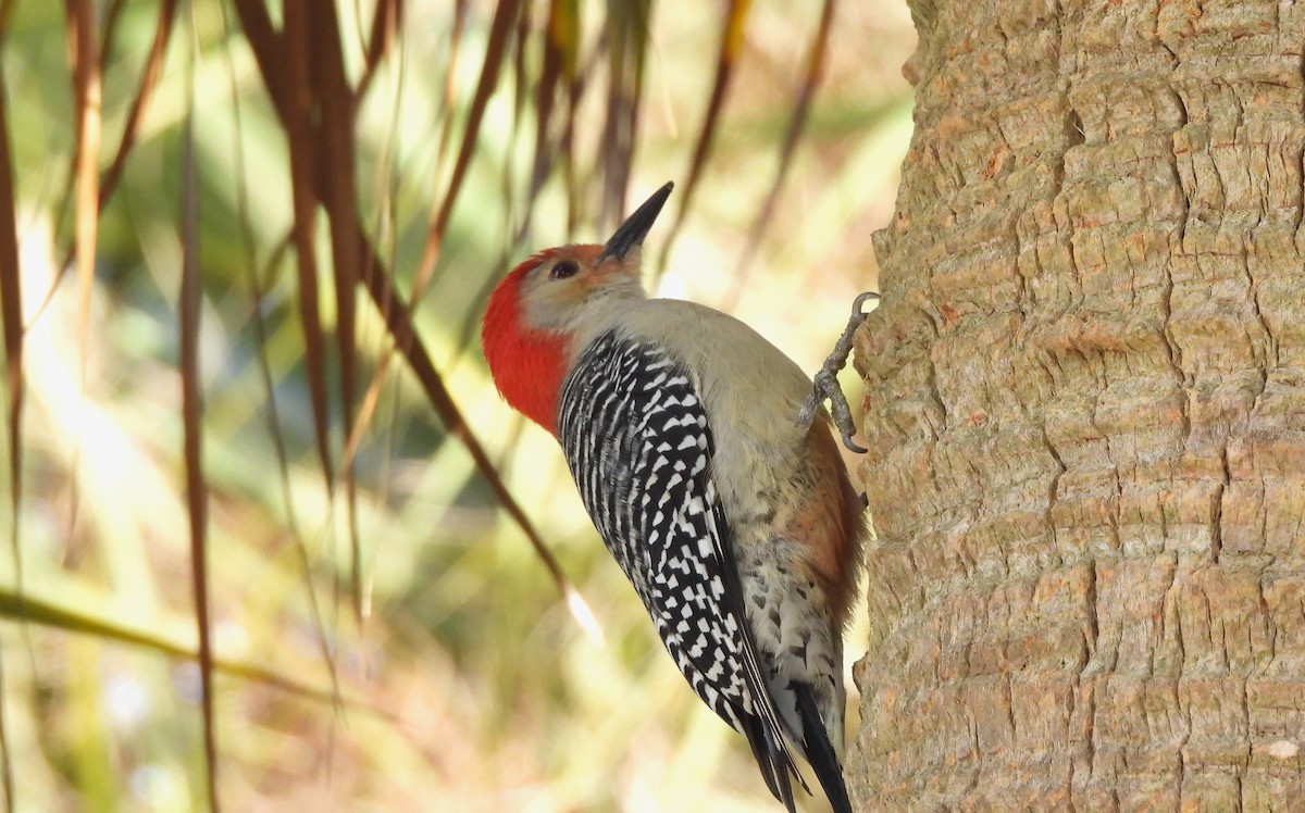 Red-bellied Woodpecker - ML613661714