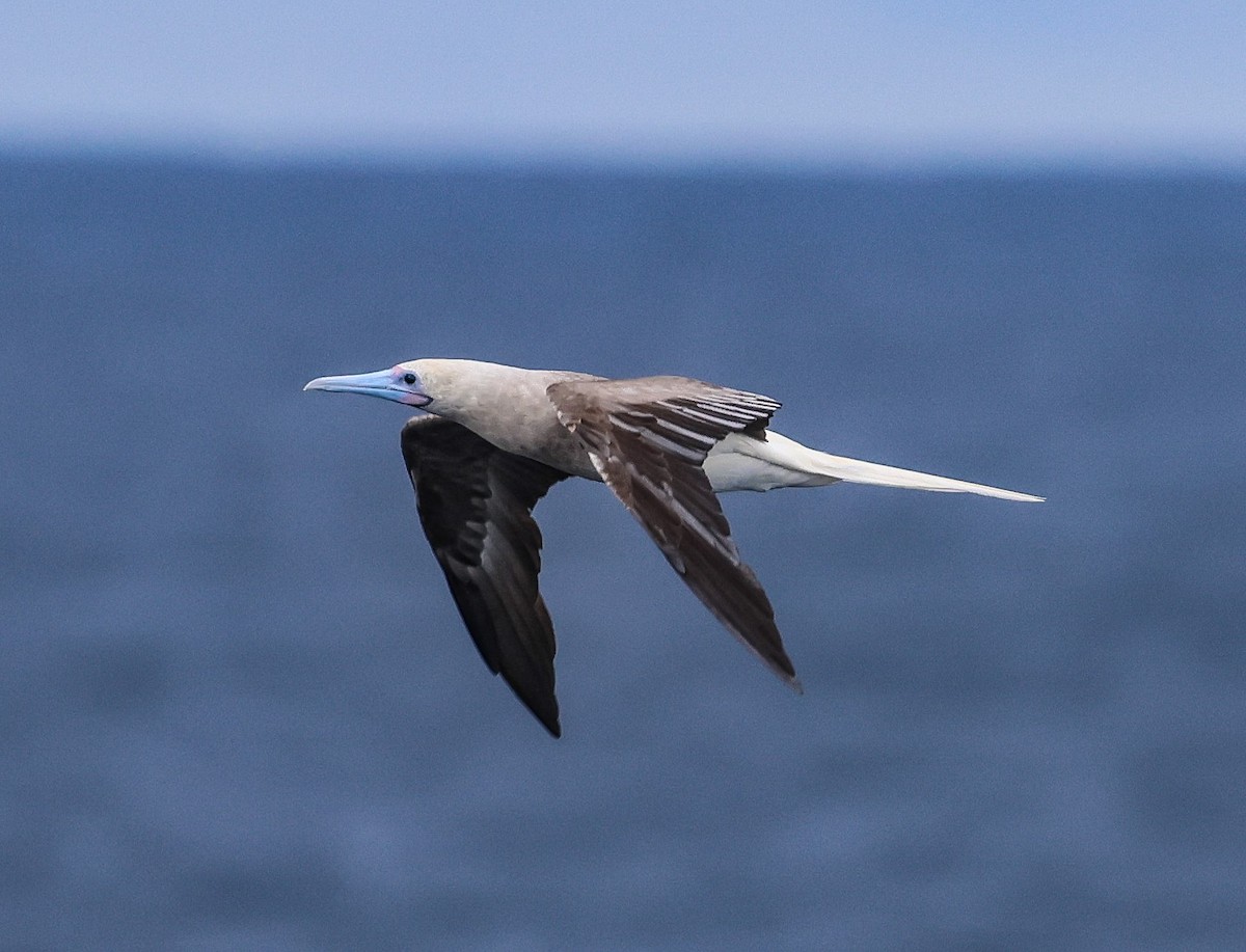 Red-footed Booby - ML613661780