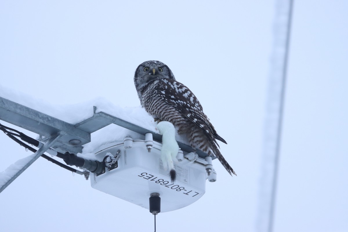 Northern Hawk Owl - ML613661900