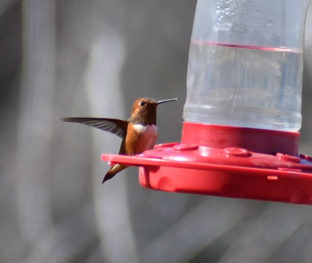 Rufous Hummingbird - ML613662572