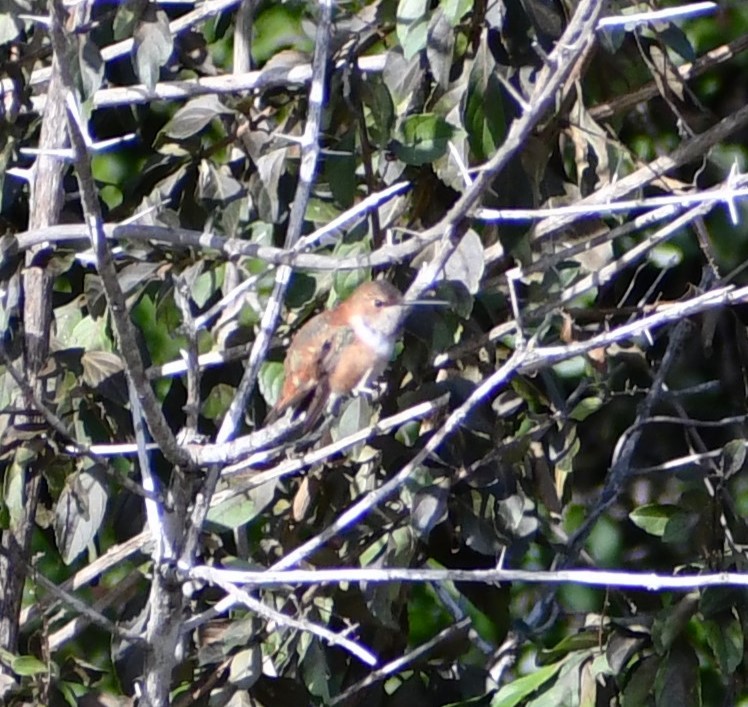 Rufous Hummingbird - ML613662575