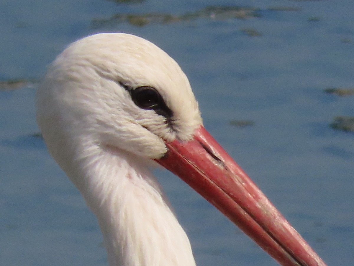 White Stork - Baxter Naday
