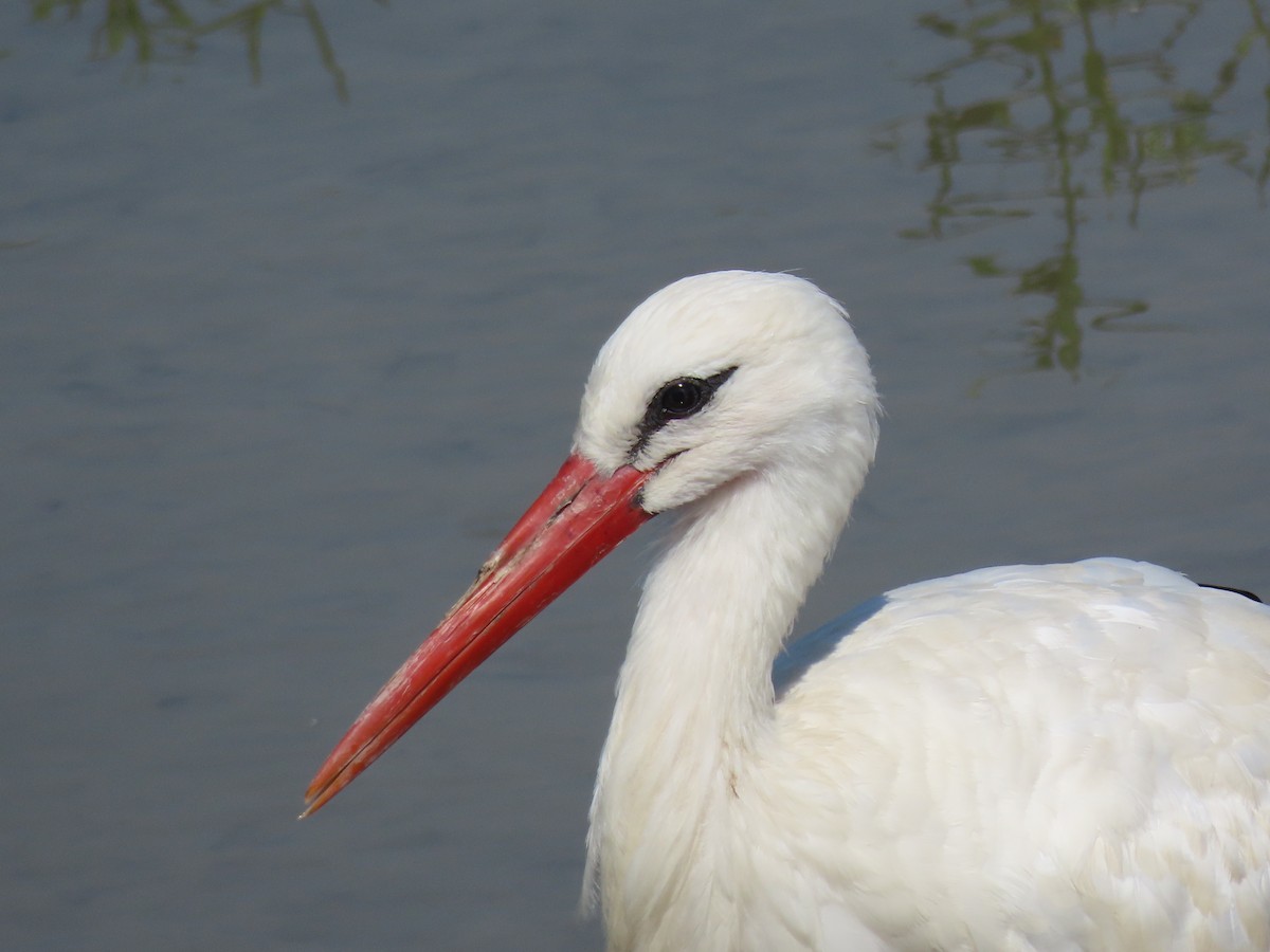 White Stork - ML613662771