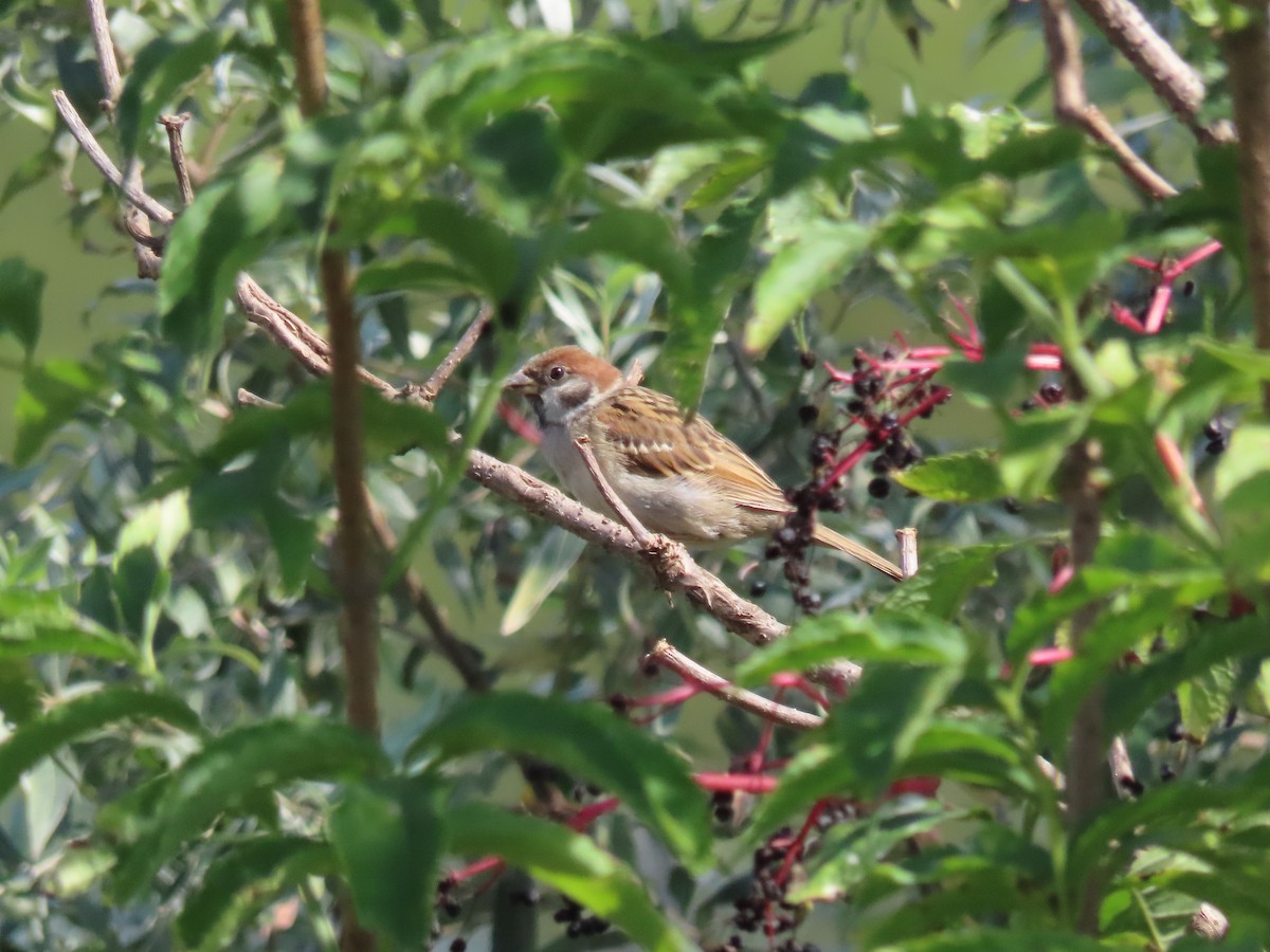 Eurasian Tree Sparrow - ML613662875