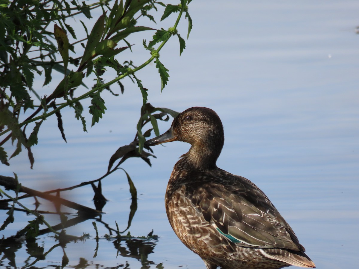 Green-winged Teal - ML613662900