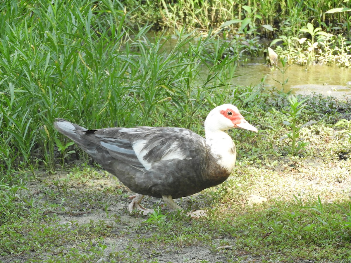 Muscovy Duck (Domestic type) - ML613662928