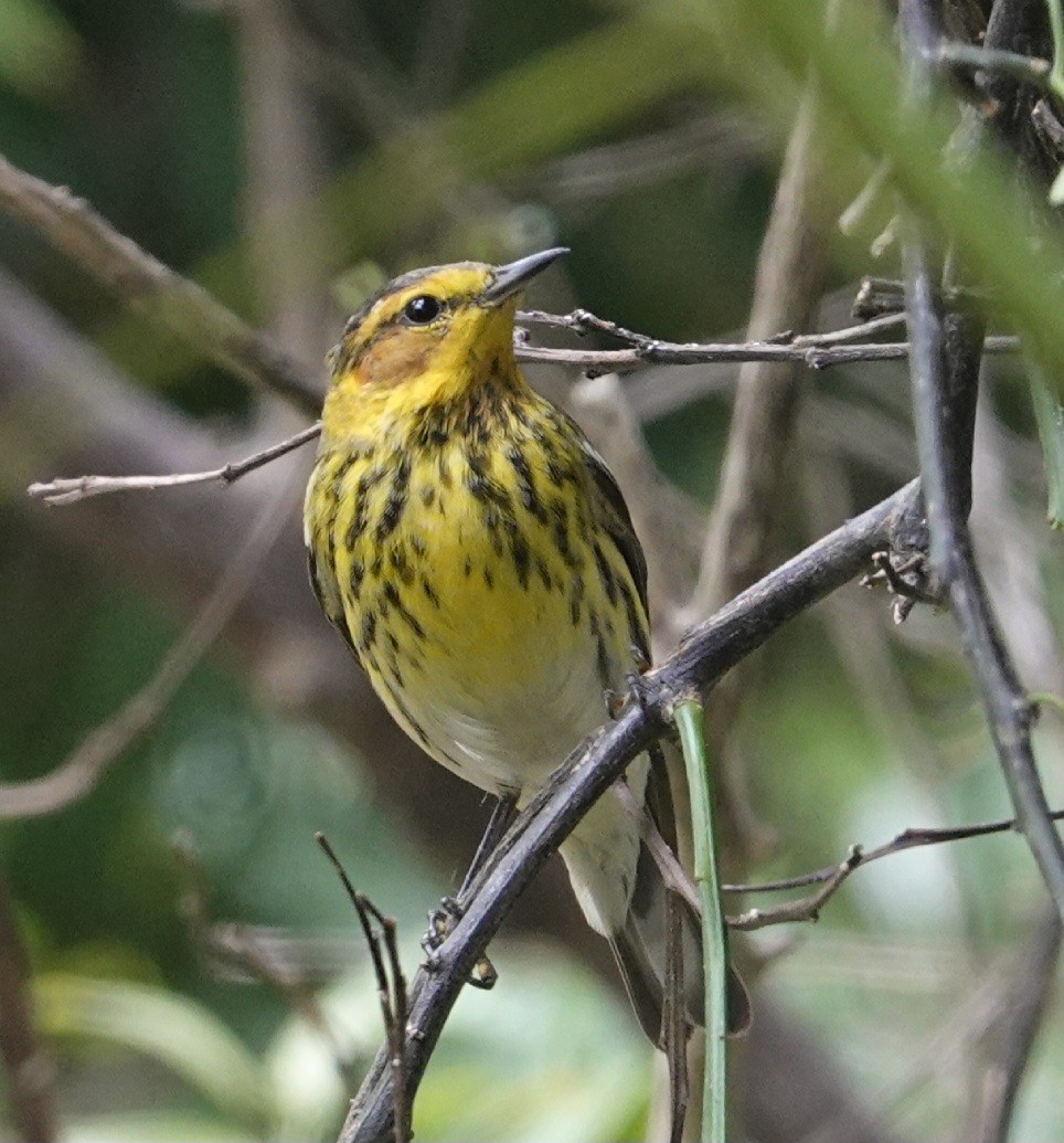 Cape May Warbler - ML613663133