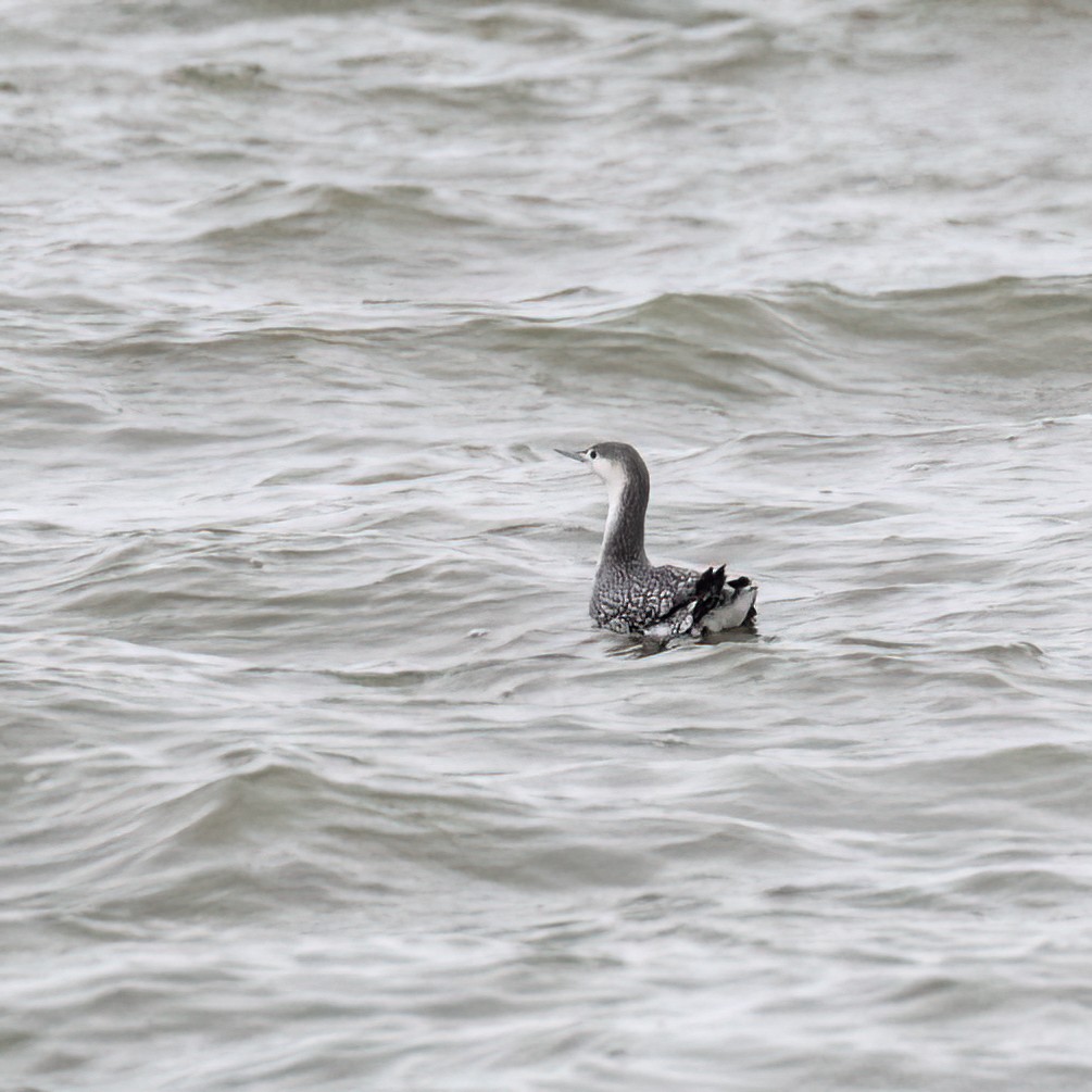 Red-throated Loon - ML613663758