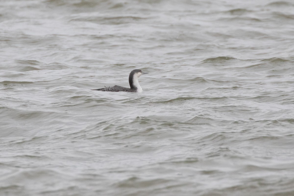 Red-throated Loon - ML613663772