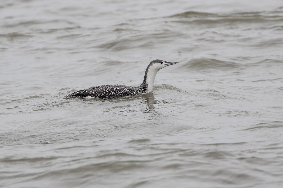 Red-throated Loon - ML613663786