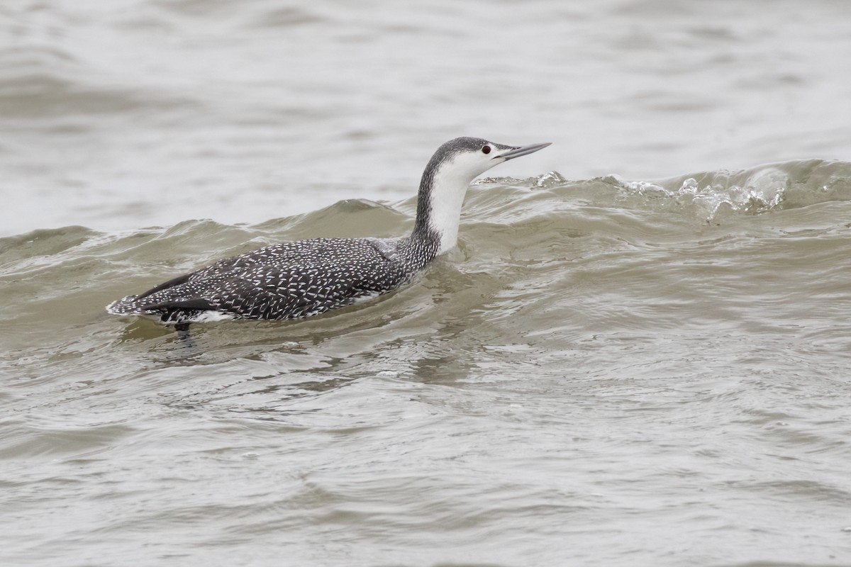 Red-throated Loon - ML613663798