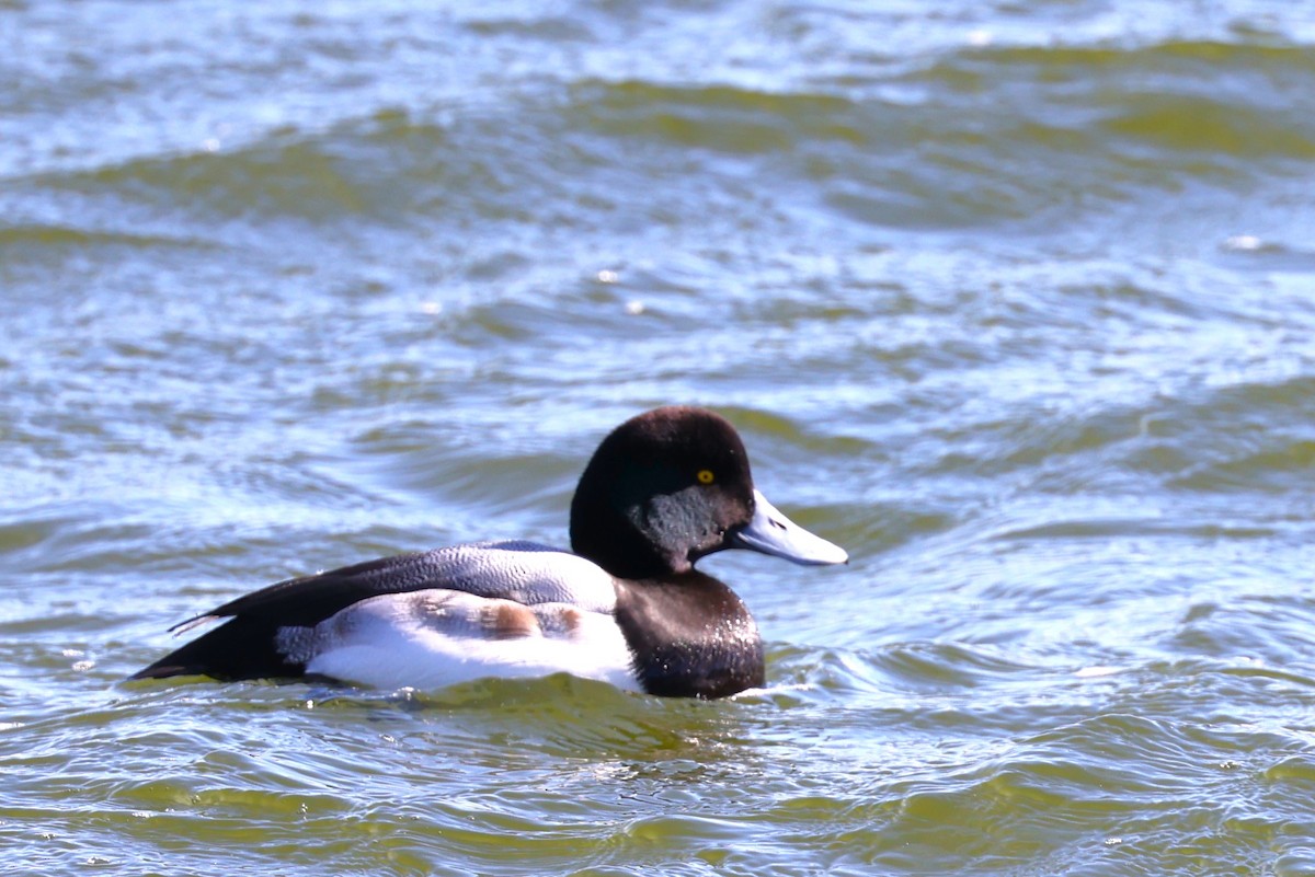 Greater Scaup - ML613664059