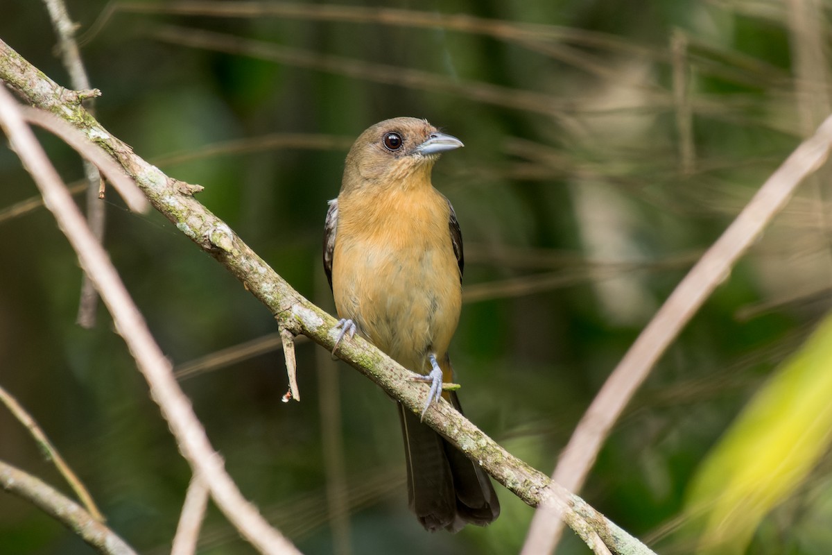 Black-goggled Tanager - ML613664083