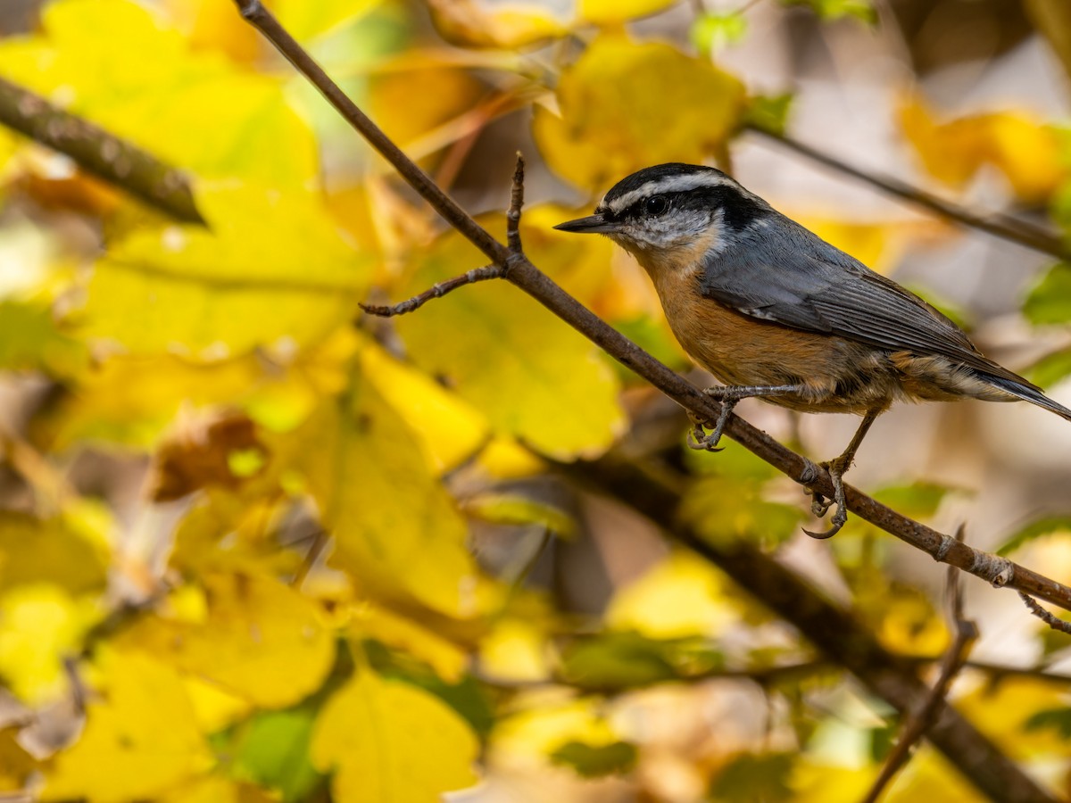 Red-breasted Nuthatch - ML613664771