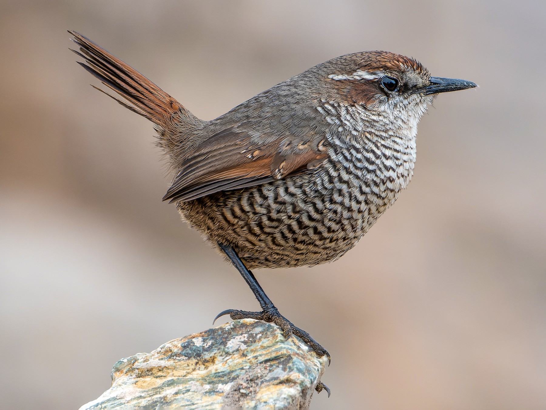 White-throated Tapaculo - eBird