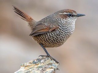  - White-throated Tapaculo