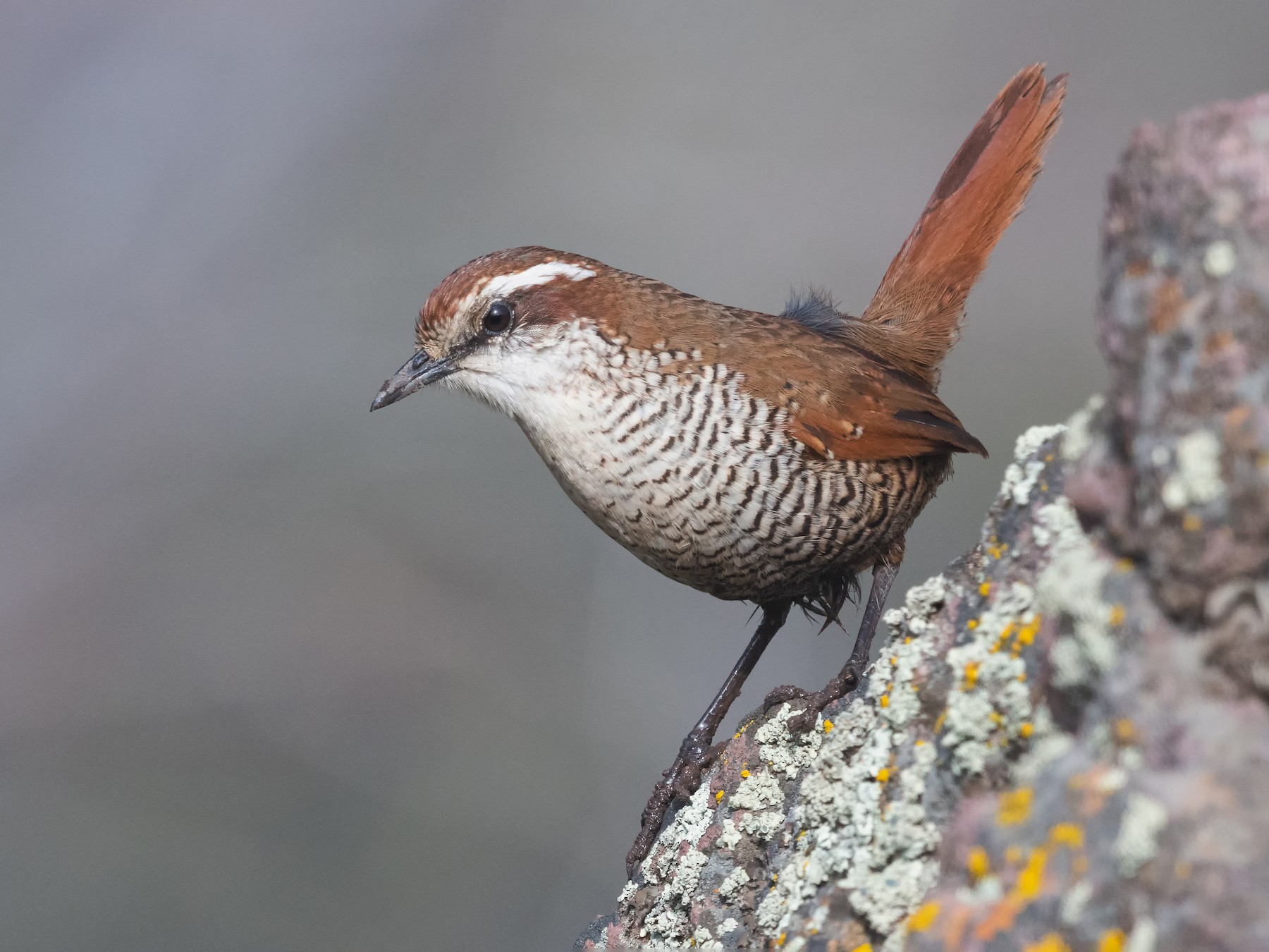 White-throated Tapaculo - eBird